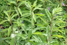 unknown2.webp