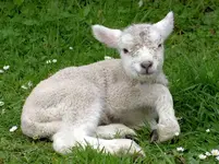 tn_Tierbabies (2) v.webp