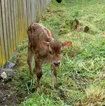 tn_Tierbabies (5) v.webp