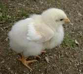 tn_Tierbabies v.webp