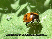 Copy of Herbst 060 b v.webp