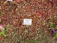 P7170035.webp