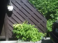 Brombeerrose.webp