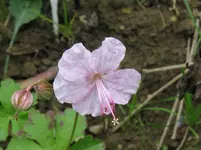 IMG_gerani weiß_1067x800.webp