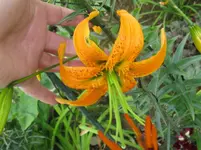 IMG_lilie_1067x800.webp