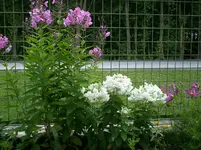 garten juli 003.webp
