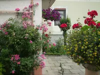 garten juli 005.webp
