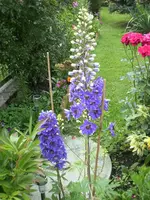 garten juli 001.webp