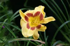 Albert 236.webp