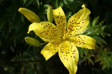 Asiatische Gelbe.webp