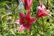 Duft-Lilie, Purpel Prince'.webp