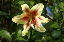 Tree Lilie,Lavon'.webp