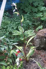 Hosta,Cherry Berry'.webp