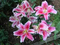 009.webp