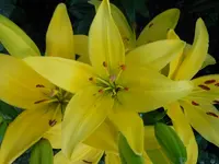 161.webp