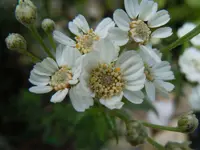 018.webp