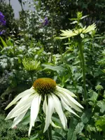 030.webp