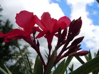 153.webp