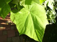 CIMG0008.webp