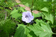 P1060044.webp