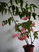 Plant 1.webp