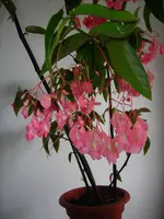 Plant 2.webp