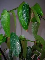 Plant 3.webp