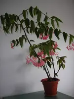 Plant 4.webp