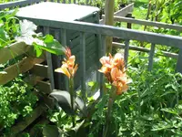 canna diva.webp