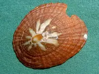 Edelweissmuschel Alb v.webp