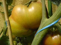 DSC01091.webp