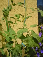 DSC01096.webp
