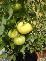DSC01093.webp
