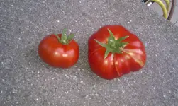 IMAG0059.webp