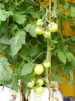 SAM_1187.webp