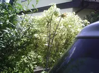 Dahlie.webp
