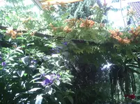 Enzian.webp