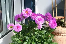 lila Dahlie_kleiner.webp