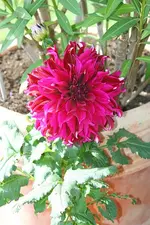 Löwenkopf-Dahlie_kleiner.webp