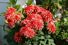 orange-rote Dahlie_kleiner.webp