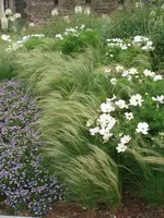 cosmea.webp