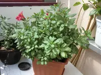 CIMG0667.webp