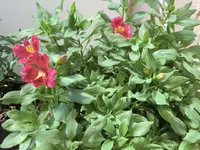 CIMG0669.webp