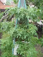 2011_06_14_TumblingTomRed_07.webp