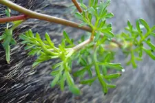 2011 07 19 045.webp