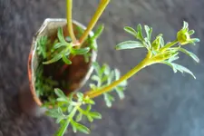 2011 07 19 050.webp
