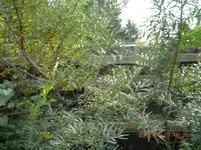 DSCN0607.webp