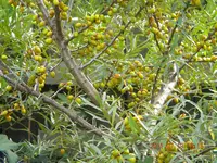 DSCN0608.webp