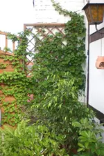 Dachgarten 7 2011 003.webp