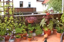 Dachgarten 7 2011 008.webp